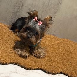 Tiny - Black and gold female Yorkshire Terrier puppy in Maple Heights, Ohio from Yorkiesllc