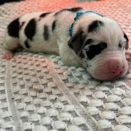 Farrah - Harlequin female Great Dane puppy in Liberty, New York from Catskills Greatest Danes