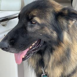 German Shepherd and Miniature American Shepherd Puppies from Bouchard’s Best Shepherds