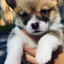 Pembroke Welsh Corgis from Windy City Corgis