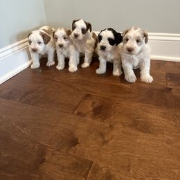 Miniature Schnauzer Puppies from Dixie Pearl Schnauzers