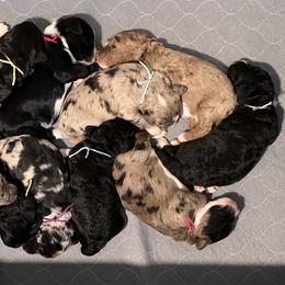 Aussiedoodle Puppies from Happy Hippy Doodles