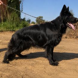 German Shepherd Puppies from Von Gonzalez Kennel