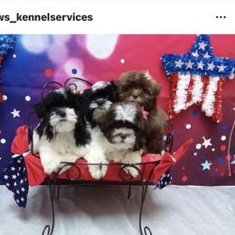 Shihpoo Puppies from Dws_kennelservices