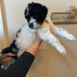 Lavender collar - Parti female Poodle puppy in Shelby, Alabama from New Life Family Farm