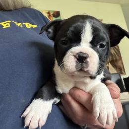 Lindsey - Black and white female Boston Terrier puppy in Tenmile, Oregon from High Plains French Bulldogs,Boston Terriers and Frenchtons.