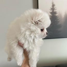 Pixie - White female Pomeranian puppy in Rhode Island from Heartfelt Kennels