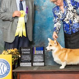 Tucker - Pembroke Welsh Corgi