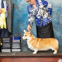 Tucker - Pembroke Welsh Corgi