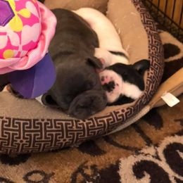 French Bulldog Puppies from JoAnn Kautsky