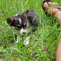 Pembroke Welsh Corgi Puppies from Shaleigh's Pembroke Welsh Corgis