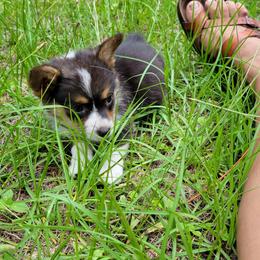 Pembroke Welsh Corgi Puppies from Shaleigh's Pembroke Welsh Corgis