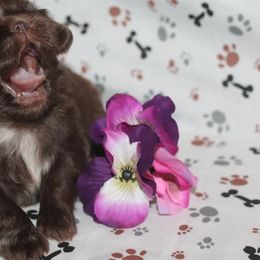Shih Tzu Puppies from Gypsy Breeze Kennels