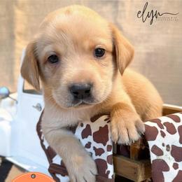 Orange Male - Yellow male Labrador Retriever puppy in Franklin, Virginia from Oak Hollow Retrievers