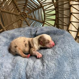 Lucille - Red merle female Australian Shepherd puppy in Grants Pass, Oregon from Carmel Mountain Aussies