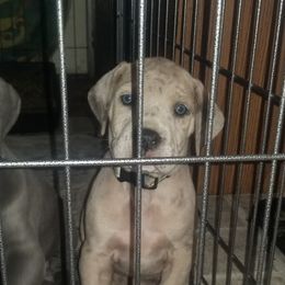 Great Dane Puppies from Big Friendly Great Danes