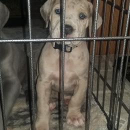 Great Dane Puppies from Big Friendly Great Danes