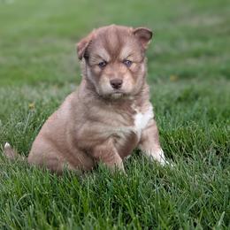Ivy - Red and white female Siberian Husky puppy in Coshocton, Ohio from Wyant Farms