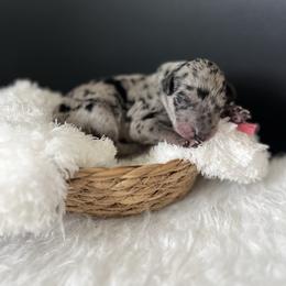 Rose - Blue merle female Bordoodle puppy in Valley Center, California from Circle R Valley Bordoodls