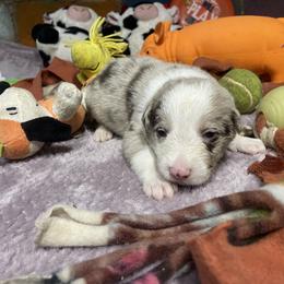 Alfrikr - White and red merle male Border Collie puppy in Aledo, Illinois from Claycreek Ranch