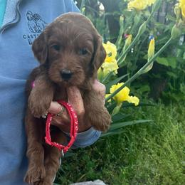 Red - Red  male Goldendoodle puppy in Indian Trail, North Carolina from Castleberry Doodles and Poodles