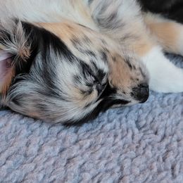 Australian Shepherd Puppies from Summit Australian Shepherds