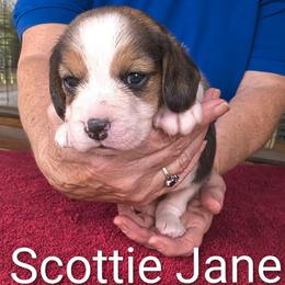 Scottie Jane - Black tan and white female Beagle puppy in Jerome, Missouri from Beam's Beagles