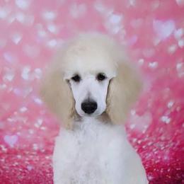 Poodle Puppies from Barbi's Standards