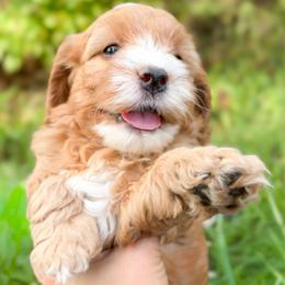 Twix - Golden male Cockapoo puppy in Pledger, Texas from Sugarbear Cockapoos