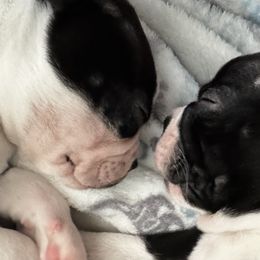 Boston Terriers from Hammacks
