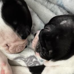 Boston Terriers from Hammacks