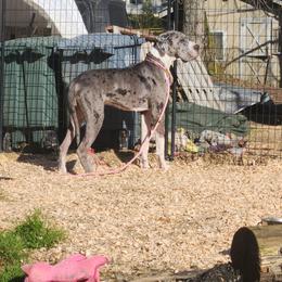 CeeCee - Mantle merle female Great Dane puppy in Gig Harbor, Washington from Lakaya Danes