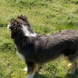 Shade  - Miniature Australian Shepherd