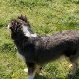 Shade  - Miniature Australian Shepherd