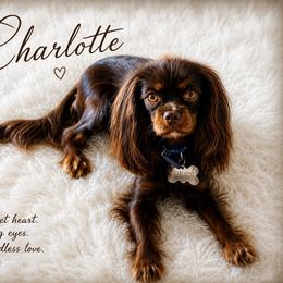 Charlotte - Cavalier King Charles Spaniel