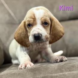 Kimi - Lemon and white female Basset Hound puppy in Oronogo, Missouri from Dutton's Show Me Farms