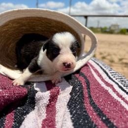 Chaos - Tri-color male Border Collie puppy in Odessa, Texas from High Velocity Stockdogs