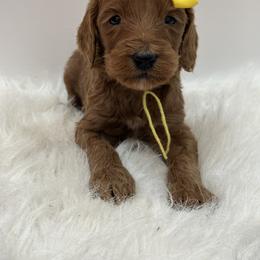 Yellow Girl - Red  female Goldendoodle puppy in Waskom, Texas from Pearls & Curls doodles & poodles