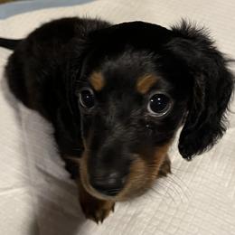 Girl 1 - Black and tan Dachshund puppy in New Jersey from Bergamo’s  Dachshunds