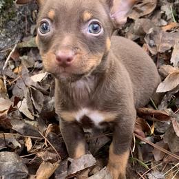 Catahoula Leopard Dog, Cocker Spaniel, Pomeranian, and Teddy Roosevelt Terrier Puppies from Rich Cat’s