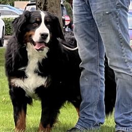 Ella - Bernese Mountain Dog