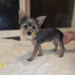 Baby Girl - Blue and gold female Yorkshire Terrier puppy in San Marcos, Texas from Casa de Yorkies