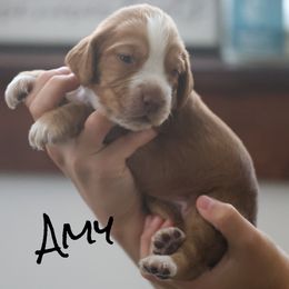 Amy - Pending - Red female English Cocker Spaniel puppy in New Mexico from HighBrassGunDogs