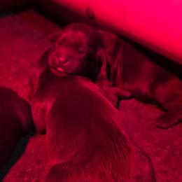 Girl 2 - Liver female Boykin Spaniel puppy in Piedmont, South Carolina from Melissa's Boykins