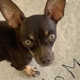 Bumblebee - Chihuahua
