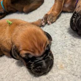 Green collar boy - Wheaten blk nose male Rhodesian Ridgeback puppy in Middletown, Ohio from Mutare Ridgebacks