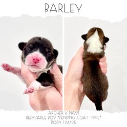 Barley - Sable and white male American Corgi puppy in Santaquin, Utah from Blacktail Mountain Corgis