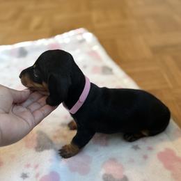 Dachshund Puppies from R & M Dachshunds