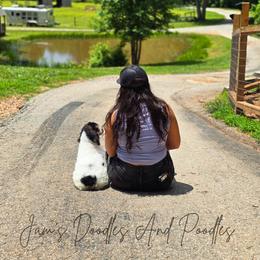 Aussiedoodle, Bernedoodle, Cockapoo, Miniature Australian Shepherd, Poodle, and Sheepadoodle Puppies from Jam's Doodles And Poodles