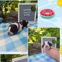 Girl 1 Apple - Liver white and tan female English Springer Spaniel puppy in Saginaw, Michigan from Kemerer Springers